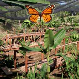 Montezuma Butterfly Park